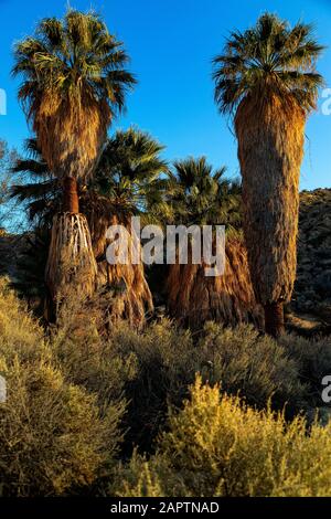 Joshua Tree National Park California Usa. Cottonwood Spring fan Palm oasi. Foto Stock