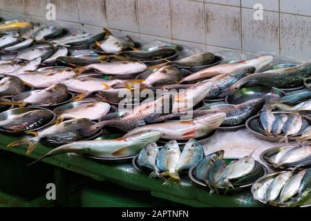 varietà di pesce su fisher o frutti di mare in vendita - Foto Stock