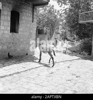 Il villaggio di Peki'in Galilea. Una strada freelance con, tra le altre cose, il nemico di un asino legato a una finestra traliccio. Rapporto/Serie: Israele - Peki'In; Foto Stock