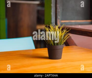 Pianta piccola in un piatto su un tavolo/scrivania di legno. Su una bellissima spiaggia di Curacao. Foto Stock