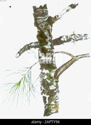 Danni, piante superiori, funghi, weymouthest Data: Parole Chiave dense: Piante superiori, danni, funghi Nome personale: Weymouthest Foto Stock