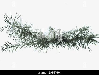 Legno di conifere, alberi, foreste, viali, botaniche, lork westsiberiano, larix sibirica Data: Parole Chiave non date: Alberi, foreste, botaniche, viali, legno di conifere Nome personale: Larix sibirica, westsiberische lork Foto Stock