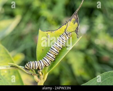 Monarch farfalla caterpillar (Danaus plexippus) su piante di erbacce il mattino estivo. Foto Stock