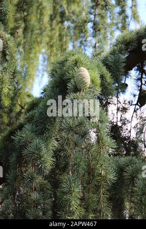 Primo piano di un pinecone su un ramo di un pianto Nootka Cypress a Seattle, Washington, Stati Uniti Foto Stock