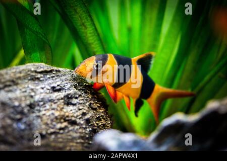 Pagliaccio grande loach nel pesce serbatoio (Chromobotia macracanthus) Foto Stock