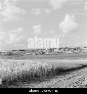 Israele 1964-1965. Gal'ed Kibbutz Gal'ed. Panorama con il kibbutz in lontananza e con in primo piano un campo con grano in maturazione Annotazione: Gal'ed (chiamato Anche Yitzhak) è un kibbutz nel nord di Israele, situato nella pianura di Menasse. Date: 1 gennaio 1960 Location: Gal'ed, Israel Keywords: Campi, cereali, kibbutz, panorami Foto Stock