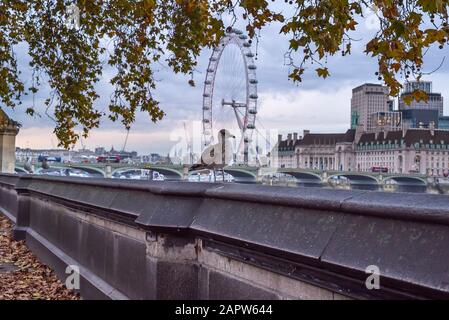 Vista serale del London Eye (Millennium Wheel) e del Westminster Bridge dall'altra parte del Tamigi. Grande gabbiano britannico uccelli marini seduti a parete. Foto Stock