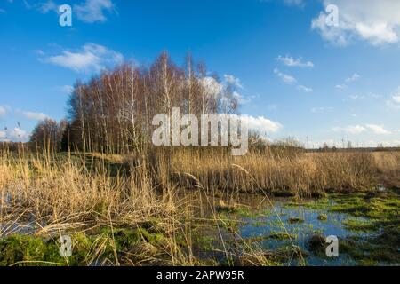 Palude, canne contro gli alberi e nuvole bianche su un cielo blu, giorno di sole Foto Stock