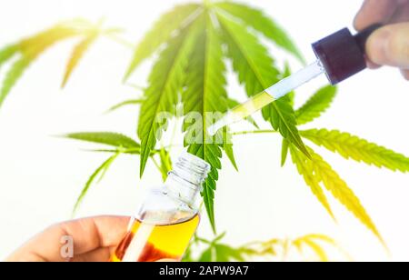 Bottiglia di olio di Cannabis a mano contro lo stabilimento medico di Marijuana, olio CBD in contagocce Foto Stock