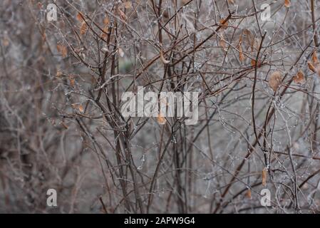 I rami di cespuglio senza foglie sono coperti di ghiaccio. Boccola sotto il gelo. Foto invernale Foto Stock