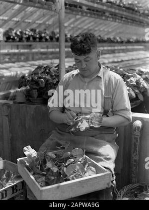 Foto del prodotto; serra vegetale Grower con begonia nella serra della fa. Baardse in Aalsmeer Data: 1935 Località: Aalsmeer, Noord-Holland Parole Chiave: Serre, vivai, piante Foto Stock