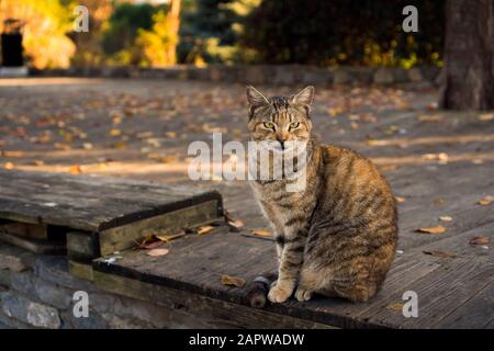 Un tabby e gatto di colore arancione è seduto su un pavimento di legno in un parco in un giorno d'autunno Foto Stock