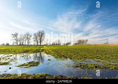 Acqua dopo la pioggia su un campo verde, alberi all'orizzonte e nuvole bianche su un cielo blu, giornata di sole Foto Stock