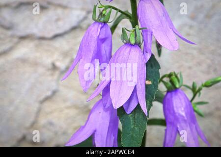 Closeup della testa di erbaccia creeping del bellflower Foto Stock