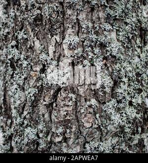 primo piano la struttura di muschio e fungo che cresce su un vecchio albero Foto Stock