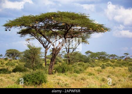 Un grande albero di acacia tra gli altri cespugli e le piante Foto Stock