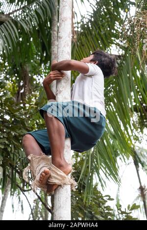 Ragazzo giovane arrampicata su Acai Palm Tree per raccogliere frutti in Amazzonia, Amazonas, Brasile Foto Stock