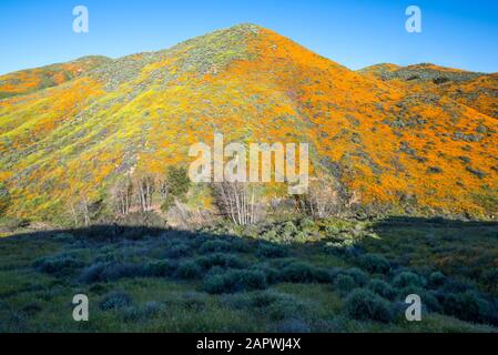 Wildflower superbloom al Walker Canyon. Foto Stock