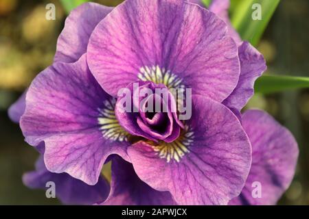 Vista closeup di un fiore viola iris Foto Stock