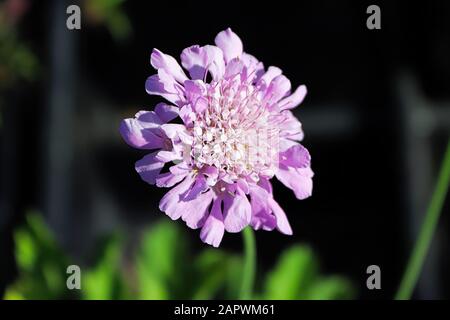 Una testa di fiore a cuscino su uno sfondo scuro Foto Stock