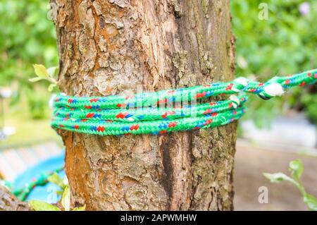 Corda verde avvolta intorno ad un albero Foto Stock