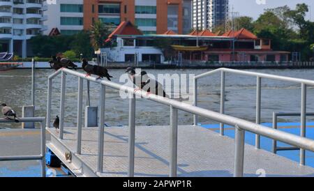 Gruppo di piccioni che poggiano sul corrimano del ponte collegato al molo, fuoco selettivo, prendere un concetto di pausa Foto Stock