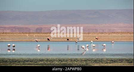 Fenicotteri che alimentano Lagunas de Chaxa, Salar de Atacama Cile Foto Stock