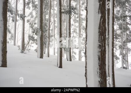 Una foresta di cedri giapponesi (cryptomeria japonica) alberi si erge nella neve profonda con neve bloccata sui loro tronchi in Snow Country (Yuzawa, Niigata) Giappone. Foto Stock