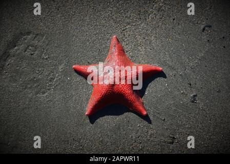 Primo piano di una stella del mare rossa sulla sabbia grigia in spiaggia Foto Stock