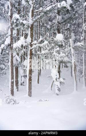 Una foresta di cedri giapponesi (cryptomeria japonica) alberi si erge nella neve profonda con neve bloccata sui loro tronchi in Snow Country (Yuzawa, Niigata) Giappone. Foto Stock