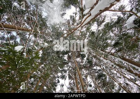 Guardando in alto come la neve cade da e è accatastato sui tronchi, rami, e aghi di cedro giapponese (Cryptomeria japonica) alberi in inverno in Giappone. Foto Stock