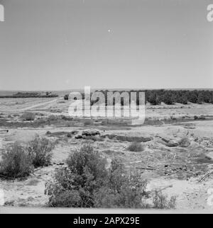 Piantagione al kibbutz Revivim nel deserto del Negev Data: Unundated luogo: Israele, Revivivim Parole Chiave: Kibbutz, paesaggi, piantagioni Foto Stock