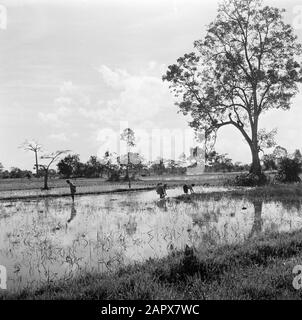 Viaggio in Suriname e Antille Olandesi campi di riso in vista in Suriname Data: 1947 luogo: Suriname, sorveglianza Parole Chiave: Campi di riso Foto Stock