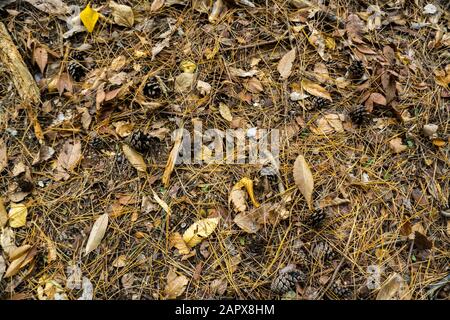 Coni di pino marrone con foglie appassite cadute disseminate a terra Foto Stock