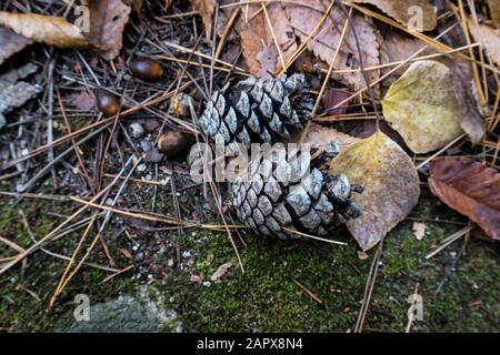 Cono di pino marrone sul terreno Foto Stock