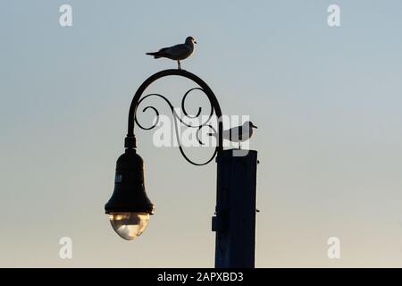 Due gabbiani con fatturazione ad anello che si stagliano sulla lampada da strada Sheepshead Bay Foto Stock