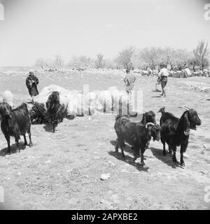 Medio Oriente 1950-1955: Giordania Pecore al di fuori di Betlemme Annotazione: Al momento della registrazione questo luogo è stato in Giordania Data: 1950 luogo: Betlemme, Palestina, Giordania Parole Chiave: Pastori, mandrie, paesaggi, pecore Foto Stock