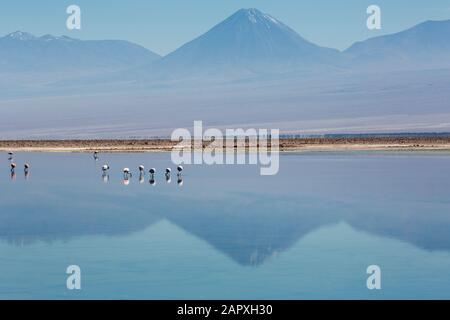 Vulcanos e fenicotteri riflessi in Laguna de Chaxa, Salar de Atacama, Cile Foto Stock