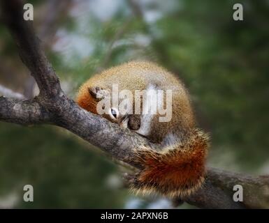 Primo piano di un simpatico scoiattolo bambino che si addormenta in un albero Foto Stock