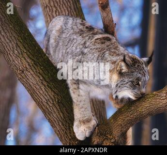 Primo piano di un beato canada lynx roccat in un albero Foto Stock