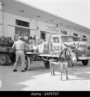 Israele 1964-1965: Tel Aviv, asta di cibo Da un carro aperto con asino, i lavoratori sono occupati carico e scarico scatole di frutta per un'asta, accanto a loro sono altri vettori di trasporto e dietro è l'edificio d'asta (dove le indicazioni stradali sono dipinte sul muro) Data: 1964 posizione: Israele, Tel Aviv Parole Chiave: Lavoratori, asini, scatole di frutta, trasporto merci, carico e scarico, cavallo e carro, aste, cartelli stradali, cibo Foto Stock