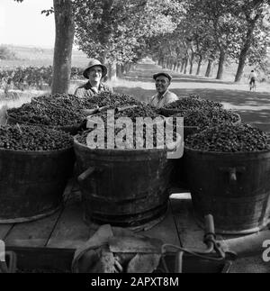 Regioni vinicole - Châteauneuf-du-Pape Botti piene di uve pronte per essere trasportate Data: Non coltivate Località: Châteauneuf-du-Pape, Francia Parole Chiave: Lavoratori, uva, frutticoltura, raccolti, camion, viticoltura Foto Stock