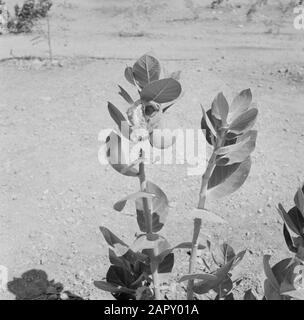 Israele 1964-1965: La regione del Mar Morto Frutta sugli alberi nella zona del deserto. Data: 1964 Luogo: Israele Parole Chiave: Deserti Foto Stock