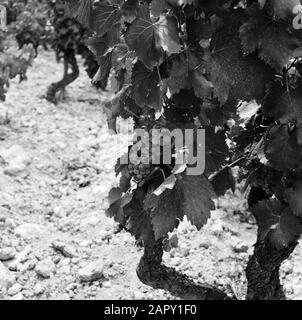 Regioni vinicole - Châteauneuf-du-Pape Vines of Châteauneuf-du-Pape Data: Undata: Undata luogo: Châteauneuf-du-Pape, Francia Parole Chiave: Uva, frutticoltura, viticoltura Foto Stock