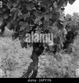 Regioni vinicole - Châteauneuf-du-Pape Vines of Châteauneuf-du-Pape Data: Undata: Undata luogo: Châteauneuf-du-Pape, Francia Parole Chiave: Uva, frutticoltura, viticoltura Foto Stock