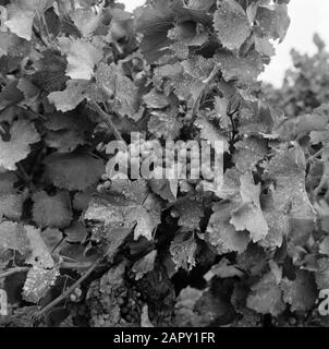 Regioni vinicole - Châteauneuf-du-Pape Vines of Châteauneuf-du-Pape Data: Undata: Undata luogo: Châteauneuf-du-Pape, Francia Parole Chiave: Uva, frutticoltura, viticoltura Foto Stock