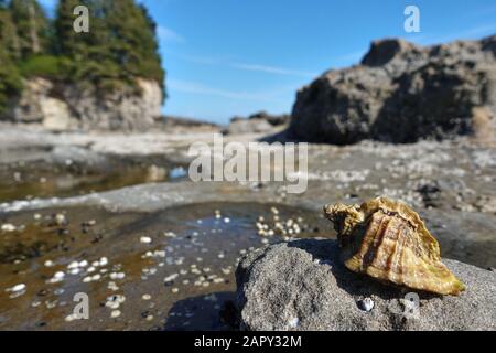 Un appartato parco della costa occidentale. Foto Stock