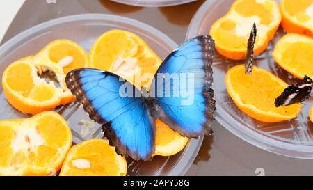 Primo piano vista laterale di un marrone blu Morpho peleides farfalla bevande nettare su agrumi. Farfalla sulle arance. Foto Stock