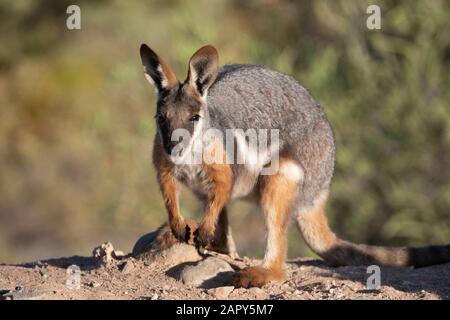 Ritratto di un wallaby rock a piedi gialli (Petrogale xanthopus), Santuario di Arkaroola Wilderness, Australia Meridionale, Australia Foto Stock