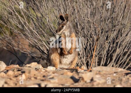 Yellow-Footed Rock Wallaby (Petrogale Xanthopus), Arkaroola Wilderness Sanctuary, Australia Meridionale, Australia Foto Stock